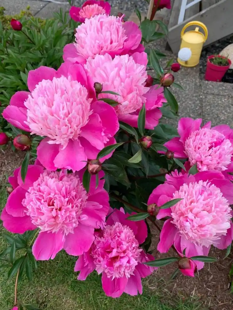 999999 说起来,"重瓣芍药花"可是个大名鼎鼎的"国色天香",因