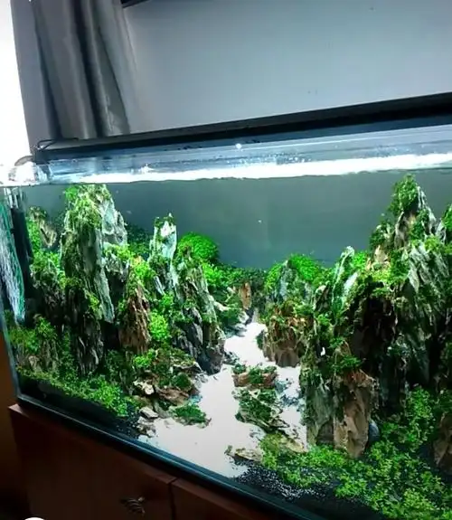 红龙鱼和生态鱼缸造景