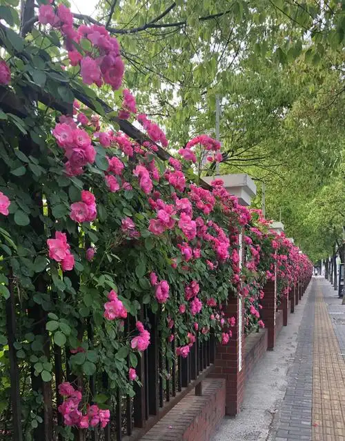 五月蔷薇繁花似锦