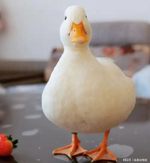 柯尔鸭圆润可爱成为新晋网红萌宠别急养之前要三思