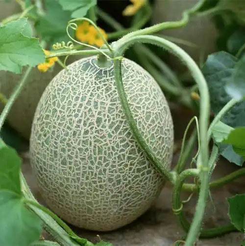 新疆小傻瓜哈密瓜 新鲜采摘时令水果2个8-9斤包邮