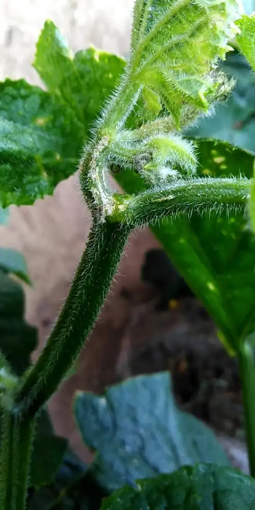 黄瓜黑星病打了一遍腈菌唑不见好转