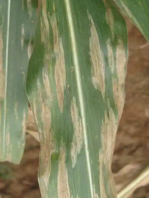 下面就简单摘几个常见的玉米病害聊一下,仅供参考