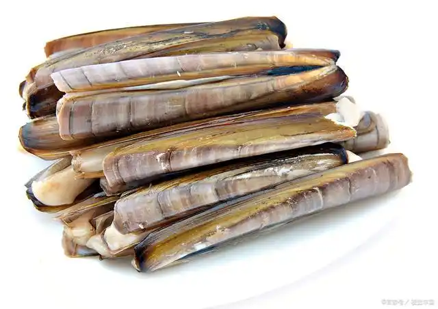 蛏子,学名缢蛏,别名"小人仙"属软体动物.