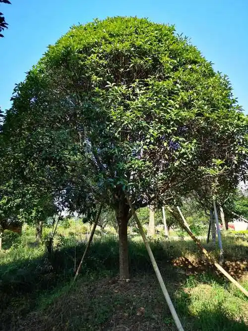 北海道黄杨 绿化苗木行道树 小区庭院篱笆墙 山东1米2米3米黄杨-报价