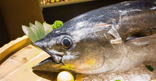 天皇级的进口深海鱼,现在仅卖街坊价!