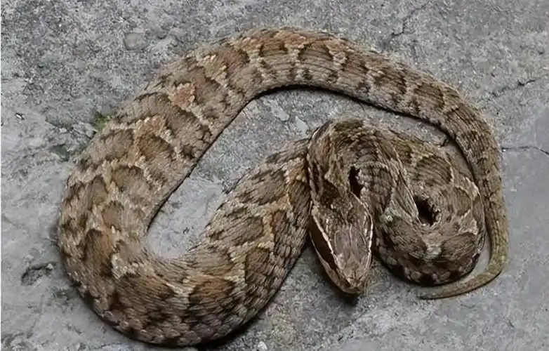 中国毒蛇排名前十中国十大毒蛇图片大全