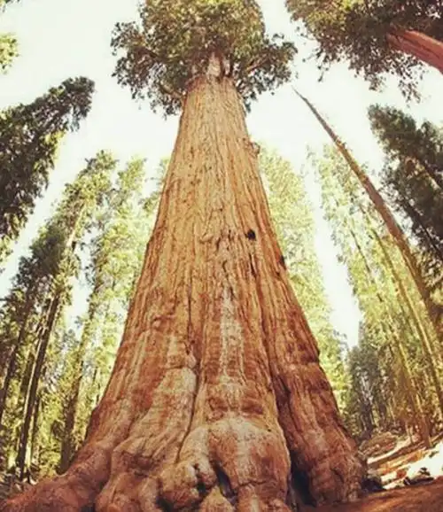 世界上最大的树(世界上最大的树叶有多大)