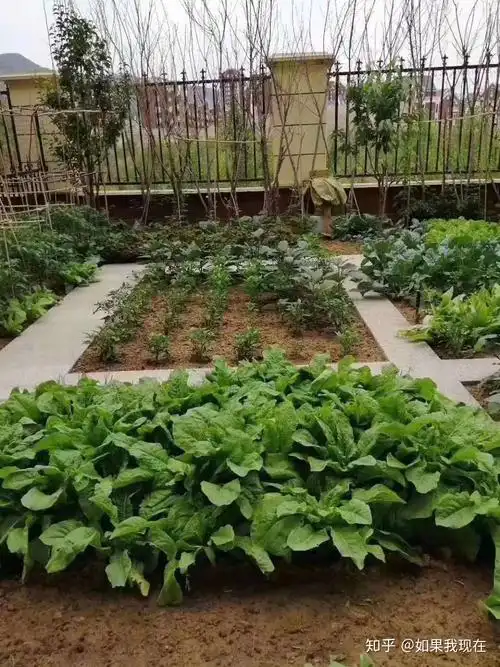有个小院种菜 - 知乎