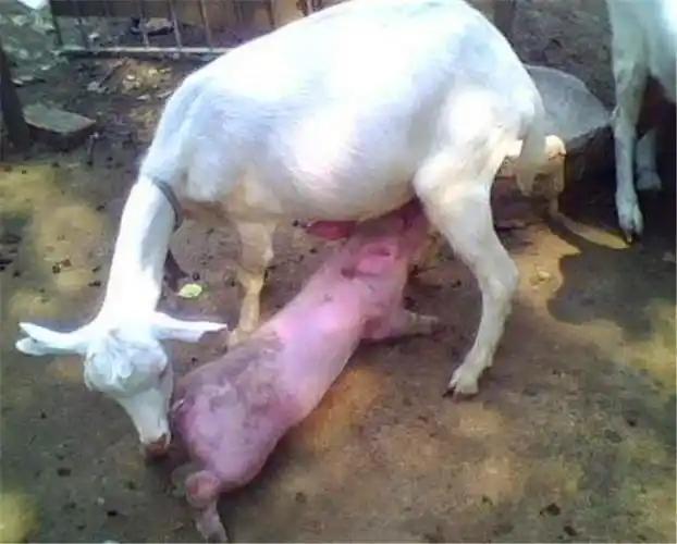 母羊自从幼崽死后变得郁郁寡欢老汉竟用这招安慰它太厉害了