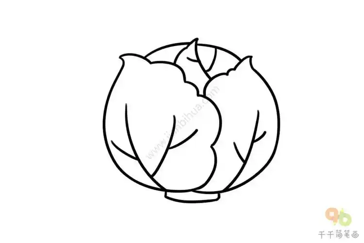 简单的包菜简笔画