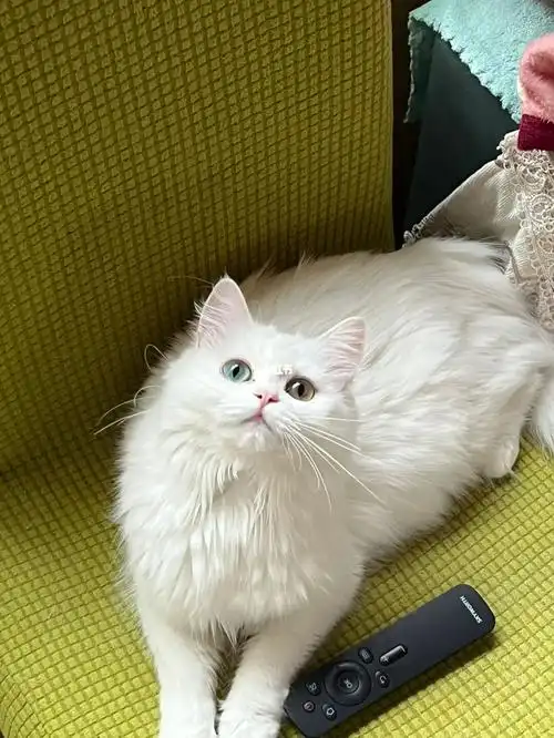 纯白猫咪长毛鸳鸯高地