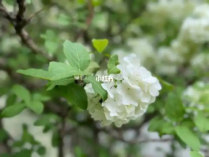 白色绣球花的花语是希望和光明,希望疫情早日退去,可以感受真正的春暖