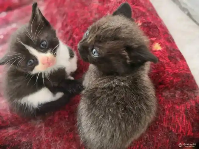 蓝猫生的串串找领养主人