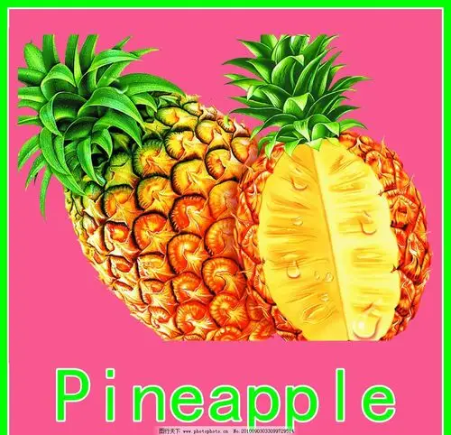 菠萝的英文_菠萝的英文单词