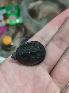 麝香龟苗伯公个体自家繁殖的低温孵化超级大尾巴.