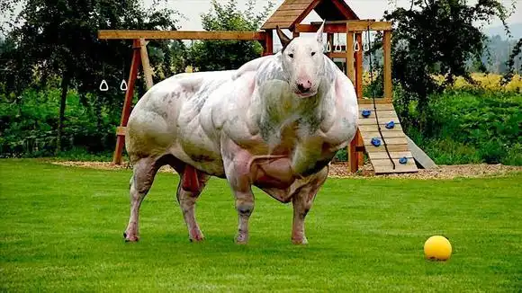 世界十大最强壮的狗,强悍到让人发抖,大自然真是奇妙无比