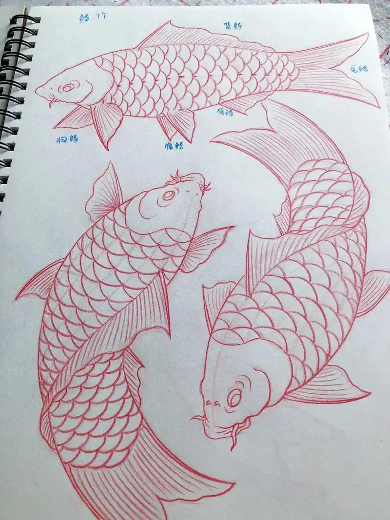 传统鲤鱼的画法分解步骤.@雲鹤-南流 跟着老师学画画第二十五 - 抖音