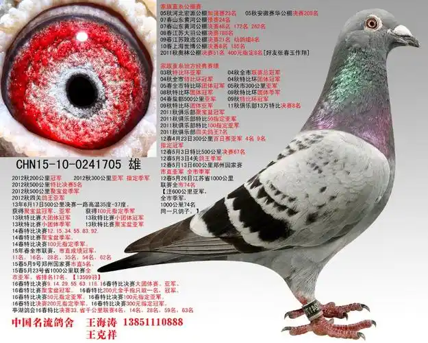 com爱鸽商城_中国信鸽信息网