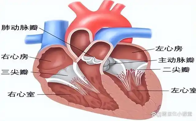 二尖瓣/三尖瓣狭窄或反流如何治疗?