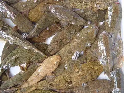 《东北野生鱼类图谱》