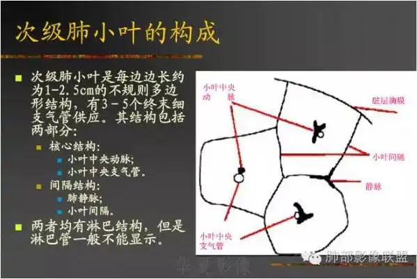 南边:大家看脏层胸膜,肺小叶间隔的图,我涂红的团状影是肿块,那肿块的