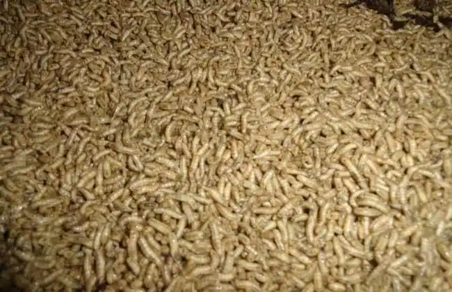 苍蝇的幼虫叫什么?