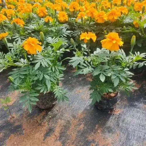 多色孔雀草杯苗 小万寿菊袋苗 绿化孔雀草小苗花坛