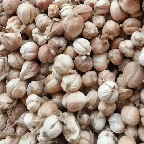 批发供应中药材 白豆蔻 白蔻 白扣 香料 大货供应