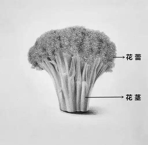 彩铅教程蔬果篇西兰花西兰花质感的表现以及补色的了解