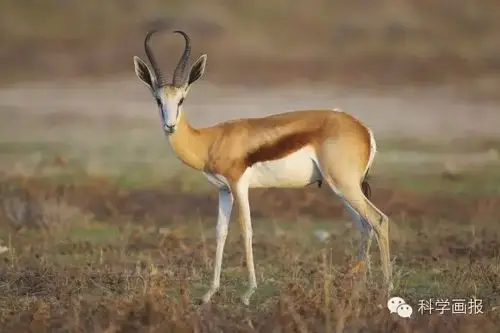 藏羚羊是中国青藏高原的特有动物,国家一级保护动物,被藏族同胞称为"