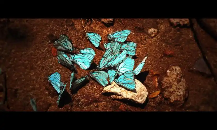 青蝶 br /> 用白蝴蝶ps的