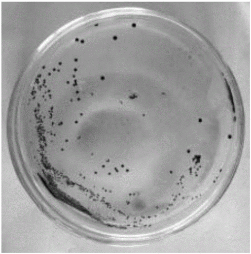 一种嗜硫小红卵菌菌剂,胞外蛋白及菌剂和胞外蛋白的制备方法及应用