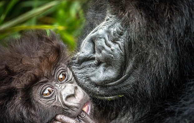 卢旺达一公园现温馨一幕:雌性大猩猩亲吻两岁宝宝脸颊