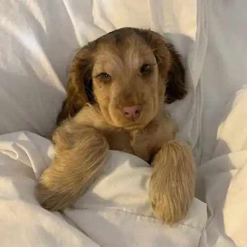 大眼睛长睫毛的可卡犬winnie