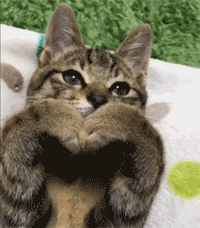 这只猫咪会用手势对主人说我爱你,主人半夜做梦都偷着笑