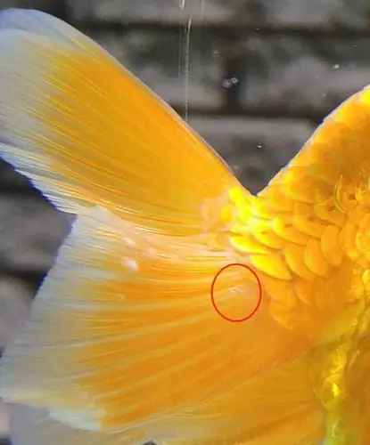 没有经验,这是锚头蚤吗 - 金鱼学堂 - 龙巅金鱼