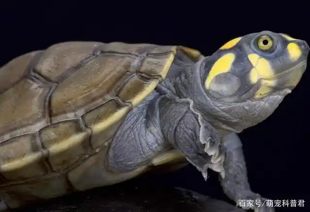 黄头龟又叫作黄头庙龟,是水栖内的一种乌龟,考虑到一些饲养者想要养