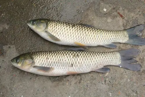 专业销售淡水水产草鱼大草鱼价格优惠20斤鲜活大草鱼