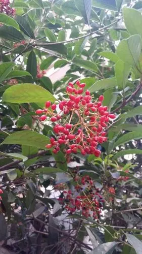 结红色果子的是什么树呀