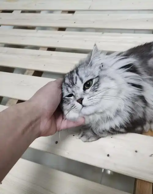 捡漏的来长毛高地美短银虎斑乳白全款1000,巅峰颜值绿色眼睛.