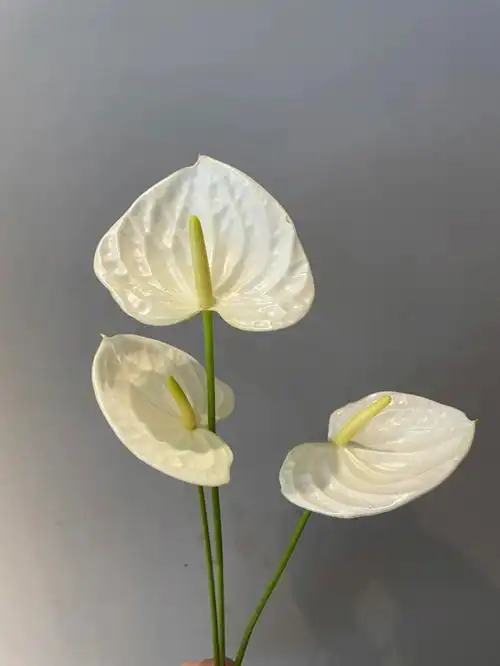 【day156】天使白掌(奶油掌,花烛)花言花语:自信,美好,高雅养护花期