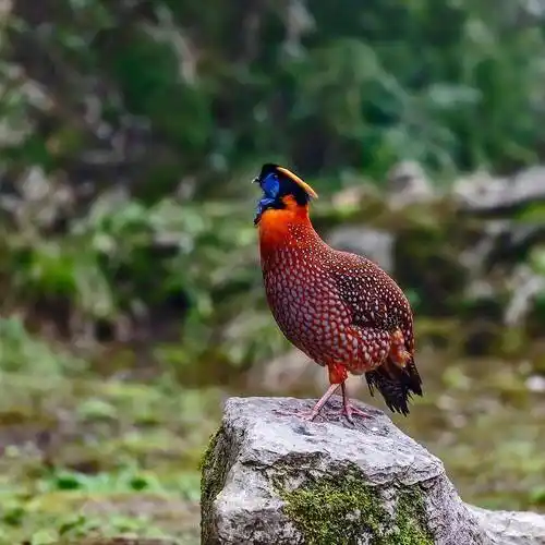 重庆深山野鸡竟是珍稀动物红腹角雉,叫声诡异如同婴儿啼哭_保护_种群