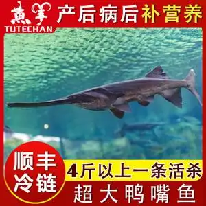 新鲜活鸭嘴鱼食用无骨鱼淡水鱼冷冻宝宝辅食补营养水产匙吻鲟