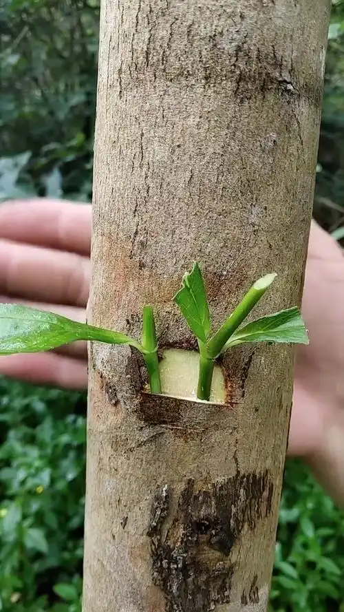 梨树,苹果,栗子等果树首选舌接,一般是在2月底3月初嫁接