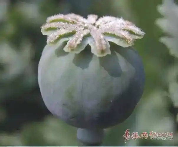 他每次研制出冰毒"产品"都先自己"品尝"鉴定……_李某_罂粟_毒品