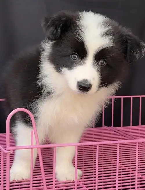 黑白边牧弟弟寻找个对眼缘的主人价低