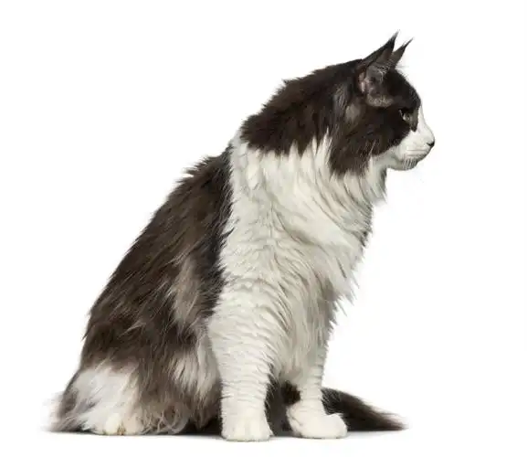 侧面的缅因浣熊孤立地坐在白色上图片下载