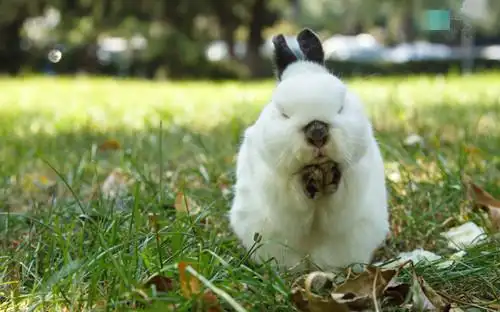 超可爱乖萌兔子图片_萌系乖乖小兔