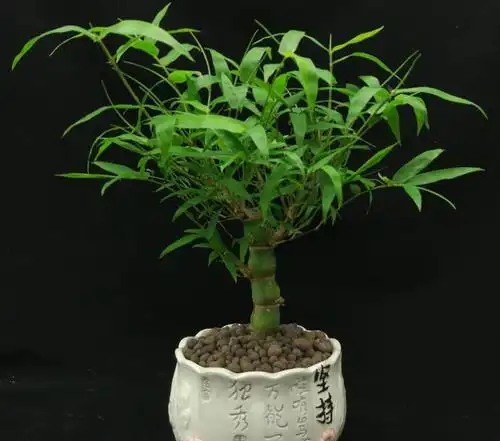 水培罗汉竹出现黄叶该怎么办